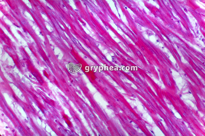 Fibres musculaires cardiaques CL x100 - gryphea.com